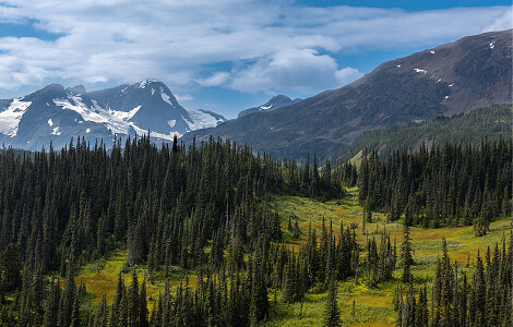 Mountains Forest Landscape